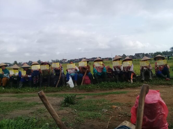 
 Sejumlah kelompok petani tebu di Kabupaten Bantul, provinsi DIY